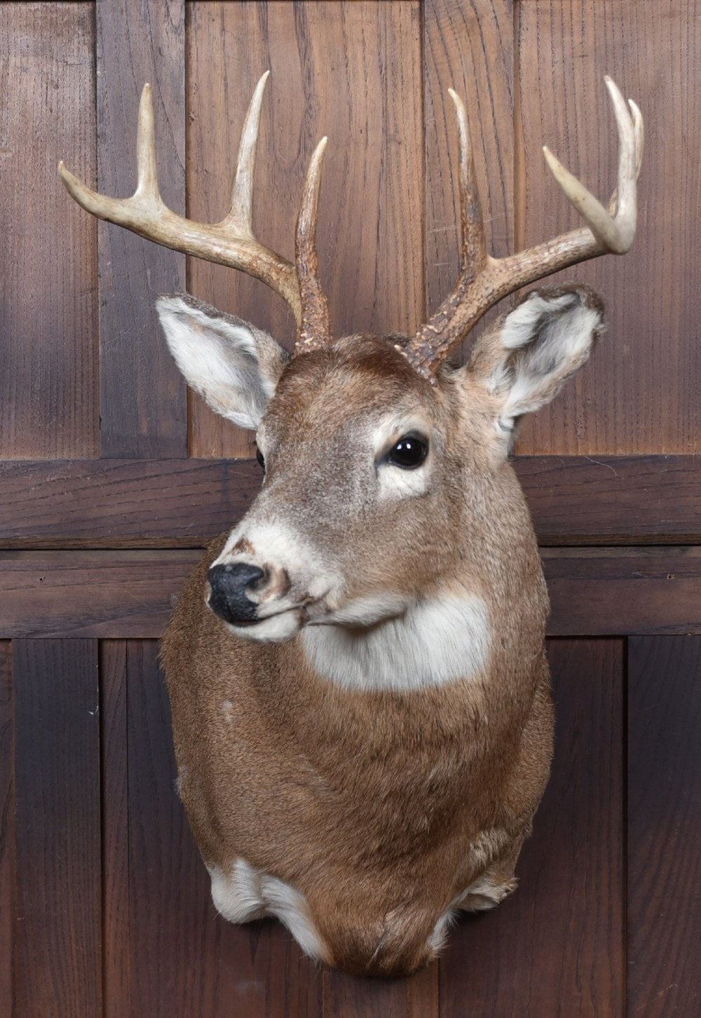 An eight-point white-tailed deer shoulder taxidermy mount featuring natural tan and brown hair, glass eyes, and symmetrical antlers.