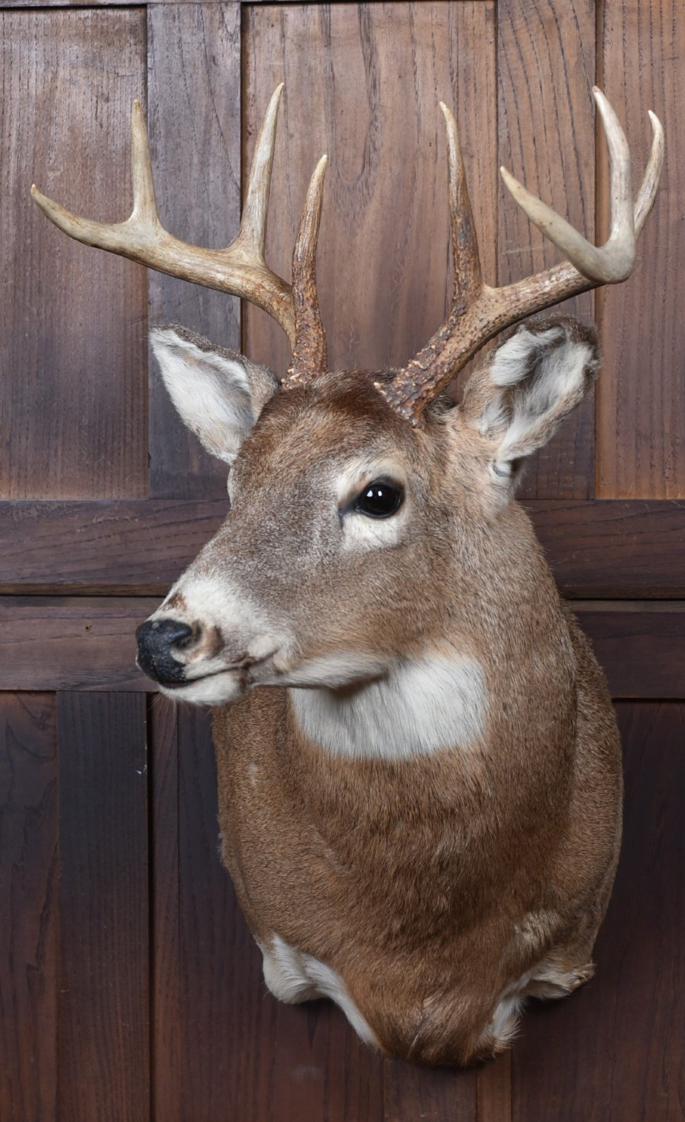 An eight-point white-tailed deer shoulder taxidermy mount featuring natural tan and brown hair, glass eyes, and symmetrical antlers. View II