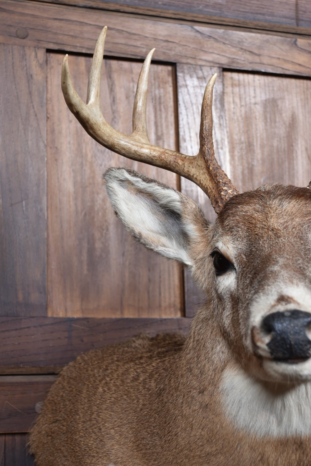 An eight-point white-tailed deer shoulder taxidermy mount featuring natural tan and brown hair, glass eyes, and symmetrical antlers. View III