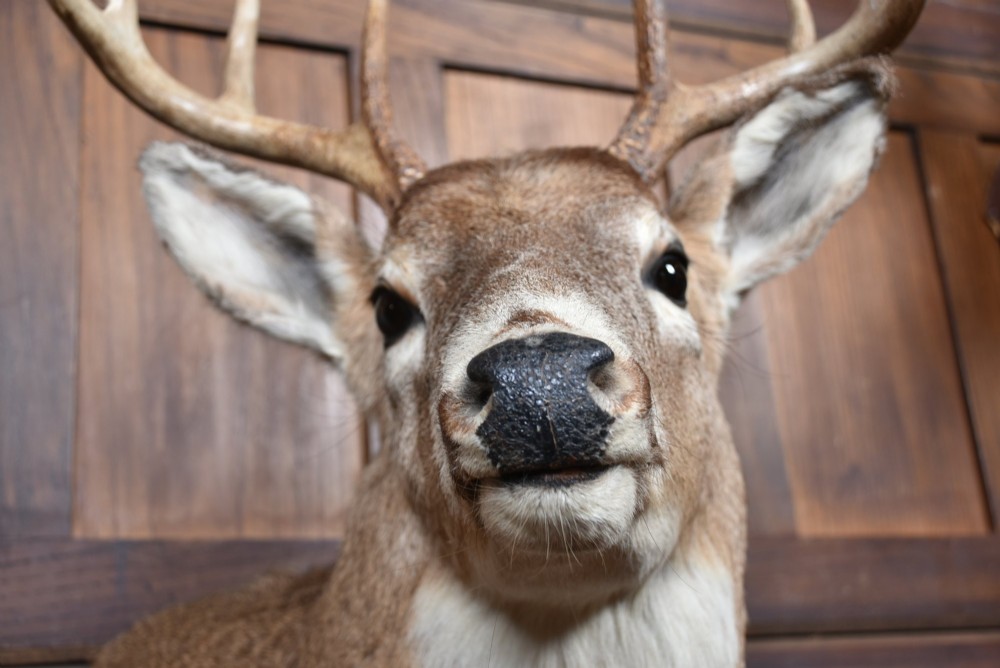 An eight-point white-tailed deer shoulder taxidermy mount featuring natural tan and brown hair, glass eyes, and symmetrical antlers. View IV