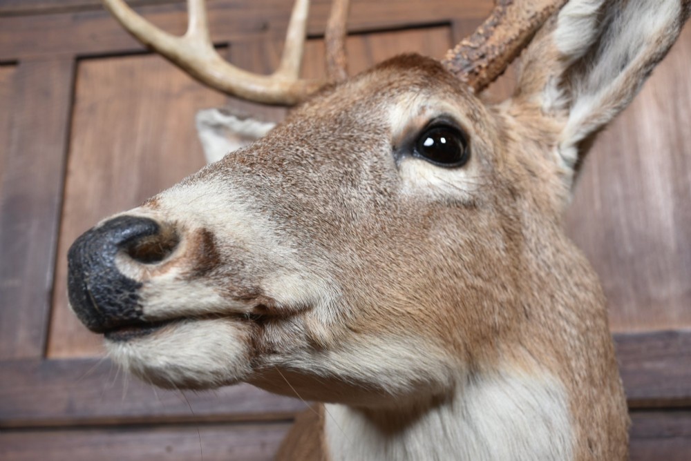 An eight-point white-tailed deer shoulder taxidermy mount featuring natural tan and brown hair, glass eyes, and symmetrical antlers. View V