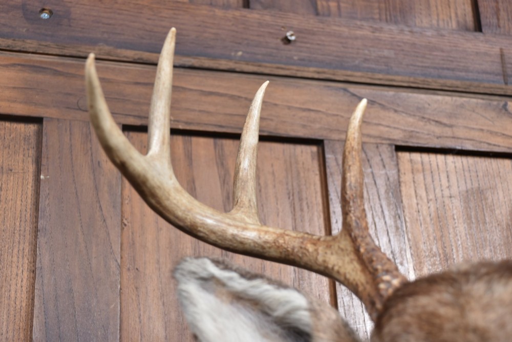An eight-point white-tailed deer shoulder taxidermy mount featuring natural tan and brown hair, glass eyes, and symmetrical antlers. View VII