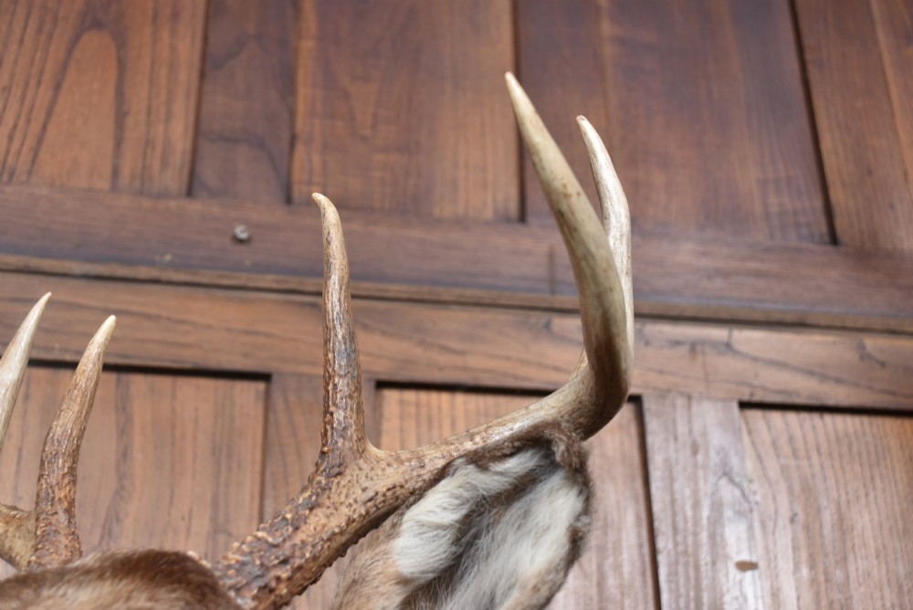 An eight-point white-tailed deer shoulder taxidermy mount featuring natural tan and brown hair, glass eyes, and symmetrical antlers. View VIII