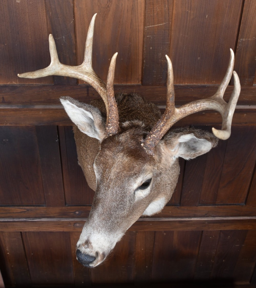 An eight-point white-tailed deer shoulder taxidermy mount featuring natural tan and brown hair, glass eyes, and symmetrical antlers. View IX