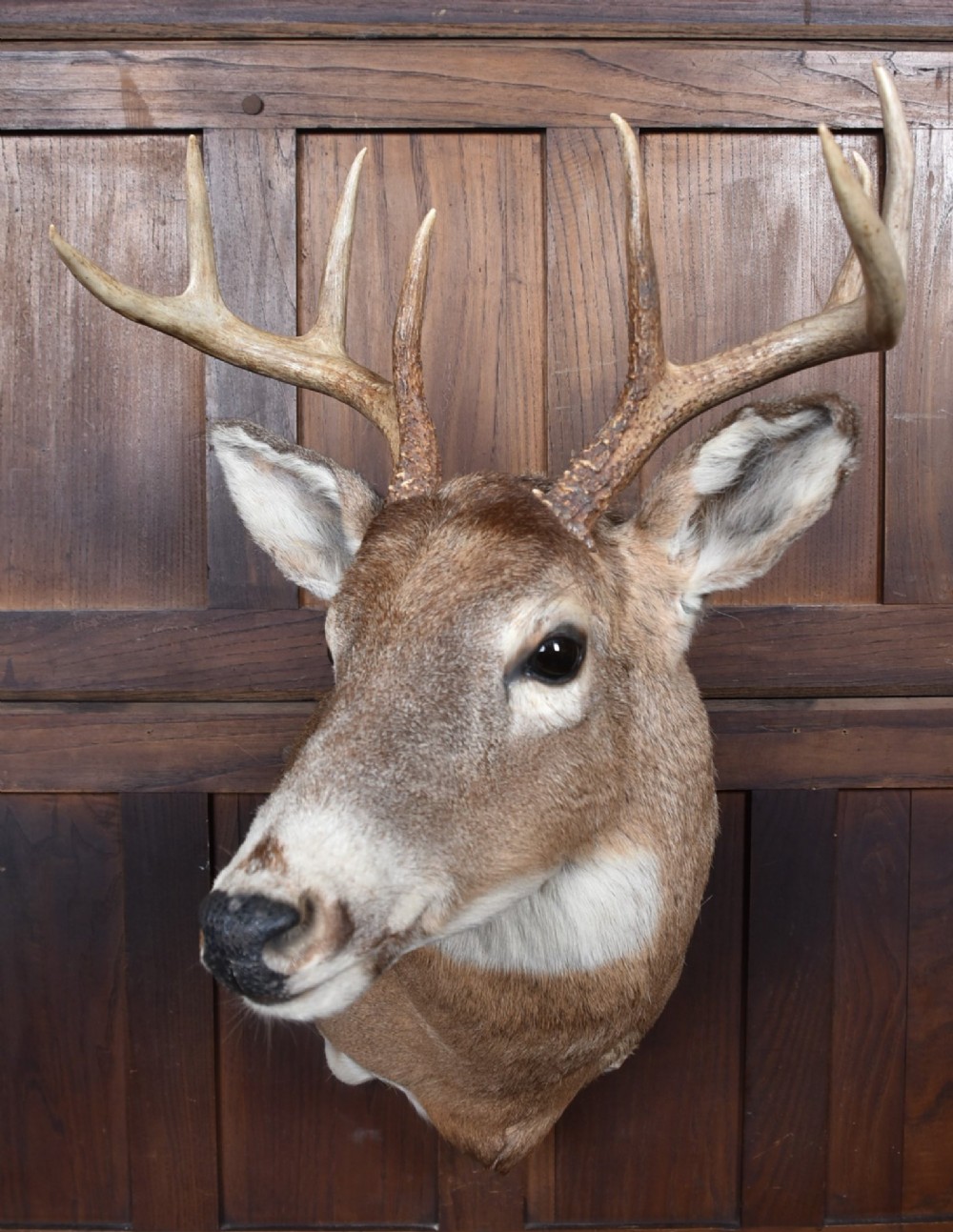 An eight-point white-tailed deer shoulder taxidermy mount featuring natural tan and brown hair, glass eyes, and symmetrical antlers. View X