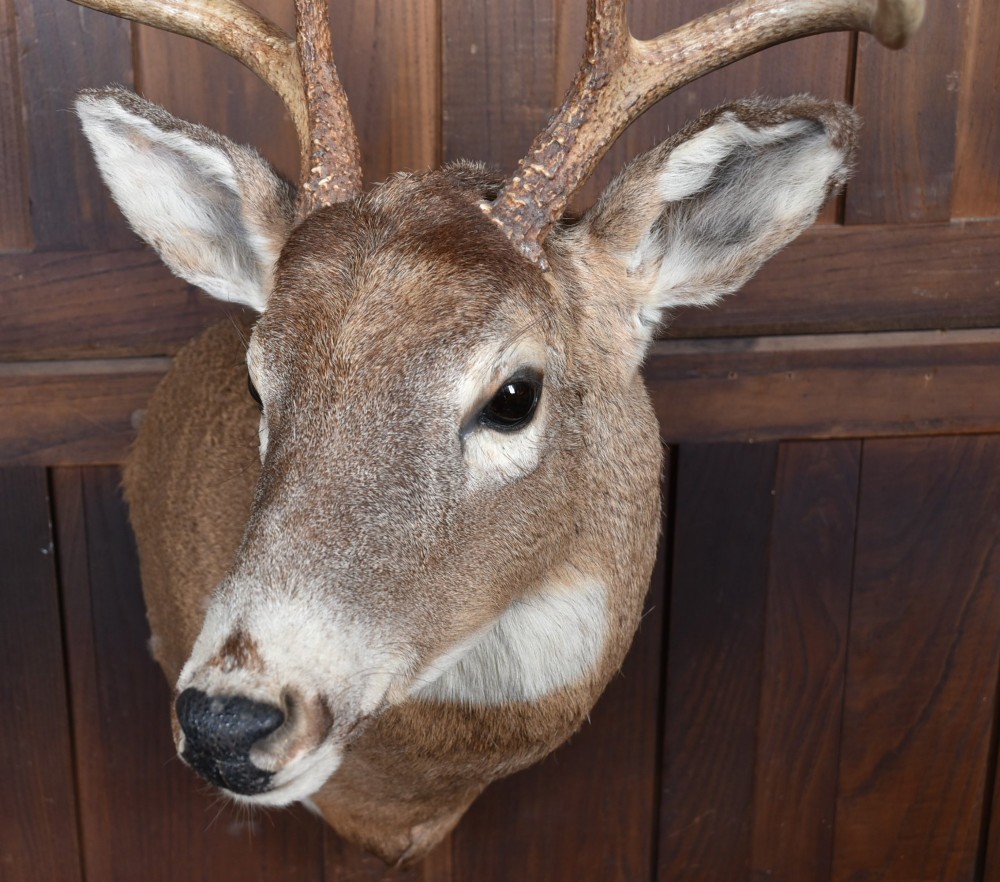 An eight-point white-tailed deer shoulder taxidermy mount featuring natural tan and brown hair, glass eyes, and symmetrical antlers. View XI