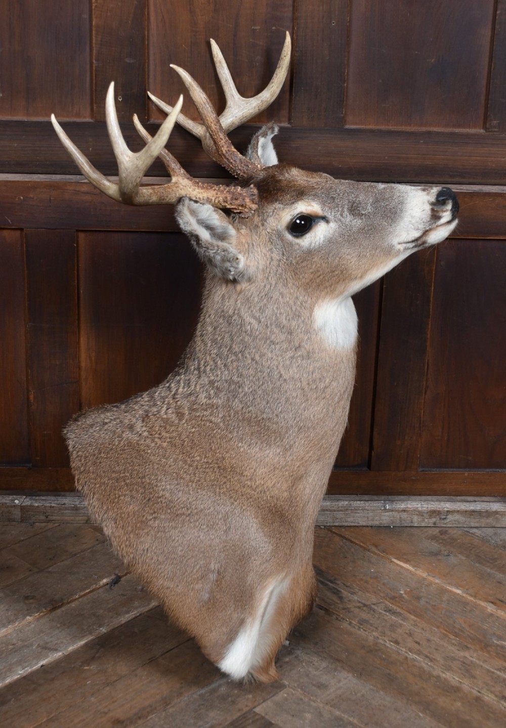 An eight-point white-tailed deer shoulder taxidermy mount featuring natural tan and brown hair, glass eyes, and symmetrical antlers. View XII