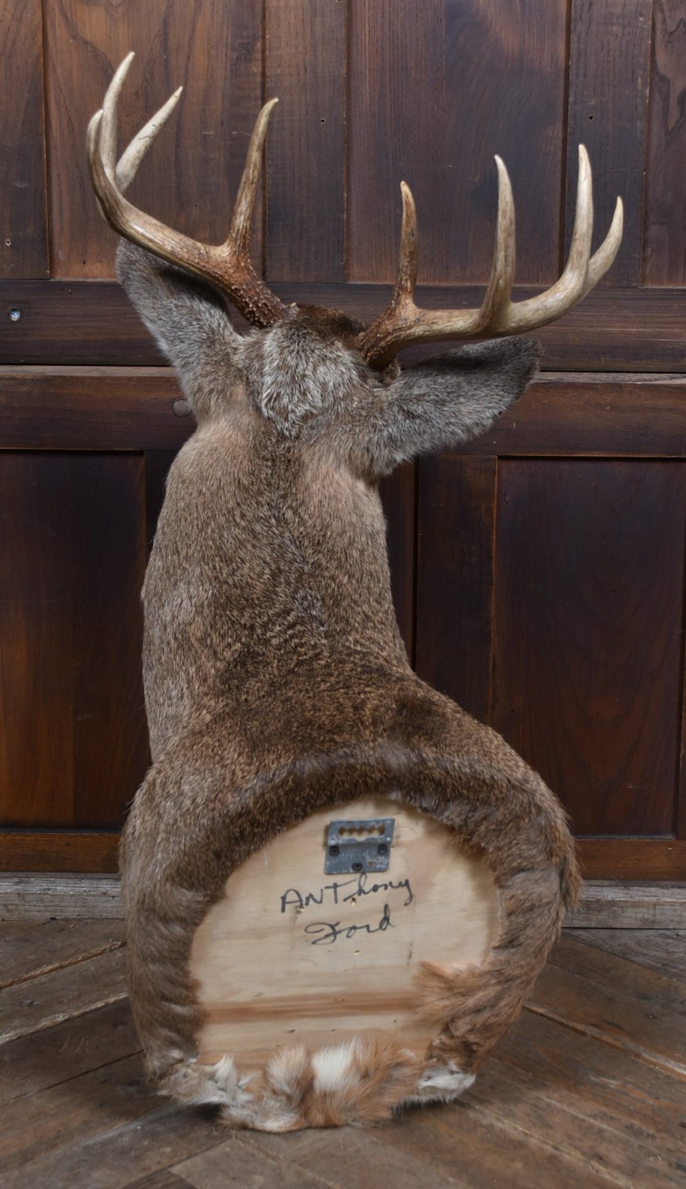 An eight-point white-tailed deer shoulder taxidermy mount featuring natural tan and brown hair, glass eyes, and symmetrical antlers. View XIII