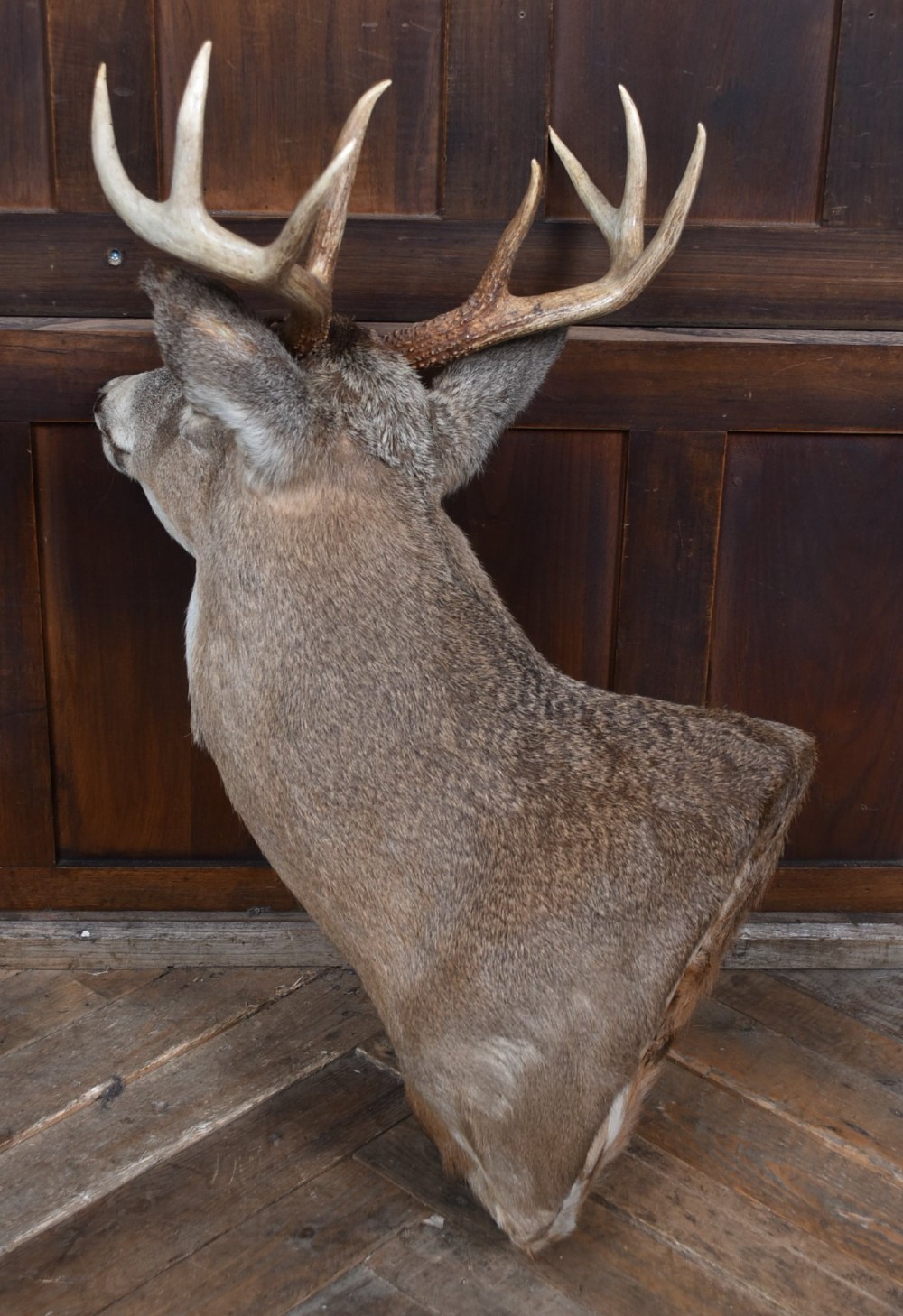 An eight-point white-tailed deer shoulder taxidermy mount featuring natural tan and brown hair, glass eyes, and symmetrical antlers. View XIV