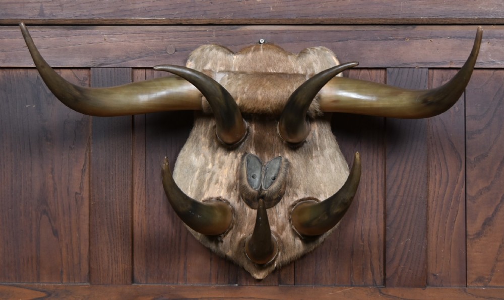 A 19th-century wall trophy comprising symmetrical cattle horns and hooves mounted on a fur-covered wooden shield.