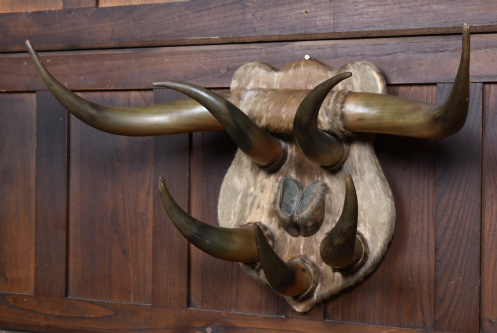 A 19th-century wall trophy comprising symmetrical cattle horns and hooves mounted on a fur-covered wooden shield. View II