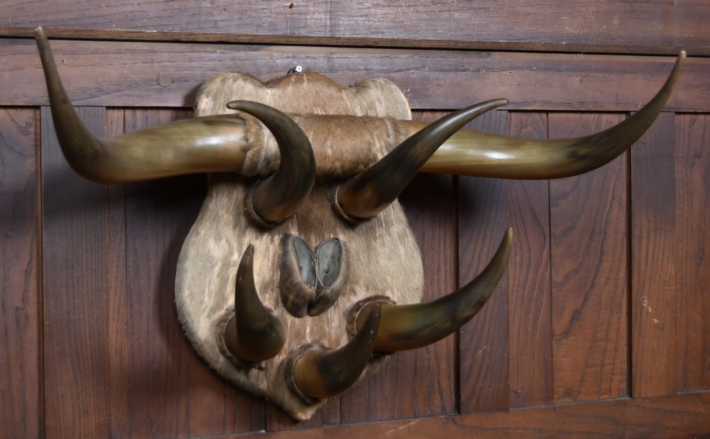 A 19th-century wall trophy comprising symmetrical cattle horns and hooves mounted on a fur-covered wooden shield. View III