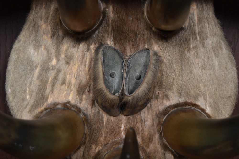 A 19th-century wall trophy comprising symmetrical cattle horns and hooves mounted on a fur-covered wooden shield. View IV