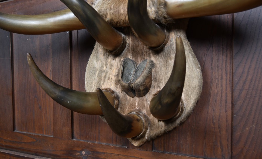 A 19th-century wall trophy comprising symmetrical cattle horns and hooves mounted on a fur-covered wooden shield. View V
