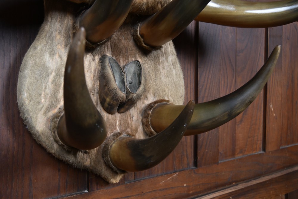 A 19th-century wall trophy comprising symmetrical cattle horns and hooves mounted on a fur-covered wooden shield. View VI