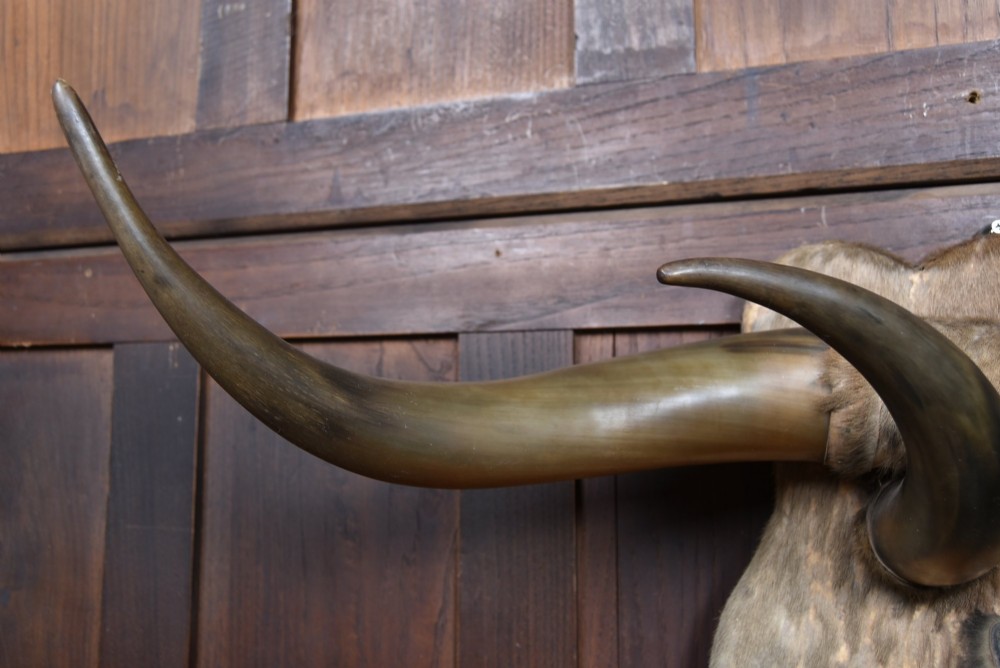 A 19th-century wall trophy comprising symmetrical cattle horns and hooves mounted on a fur-covered wooden shield. View VII