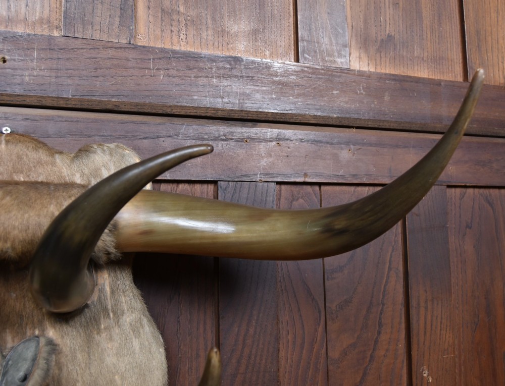 A 19th-century wall trophy comprising symmetrical cattle horns and hooves mounted on a fur-covered wooden shield. View VIII