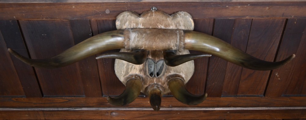 A 19th-century wall trophy comprising symmetrical cattle horns and hooves mounted on a fur-covered wooden shield. View IX
