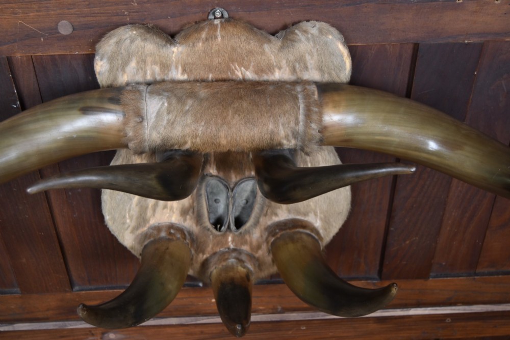 A 19th-century wall trophy comprising symmetrical cattle horns and hooves mounted on a fur-covered wooden shield. View X