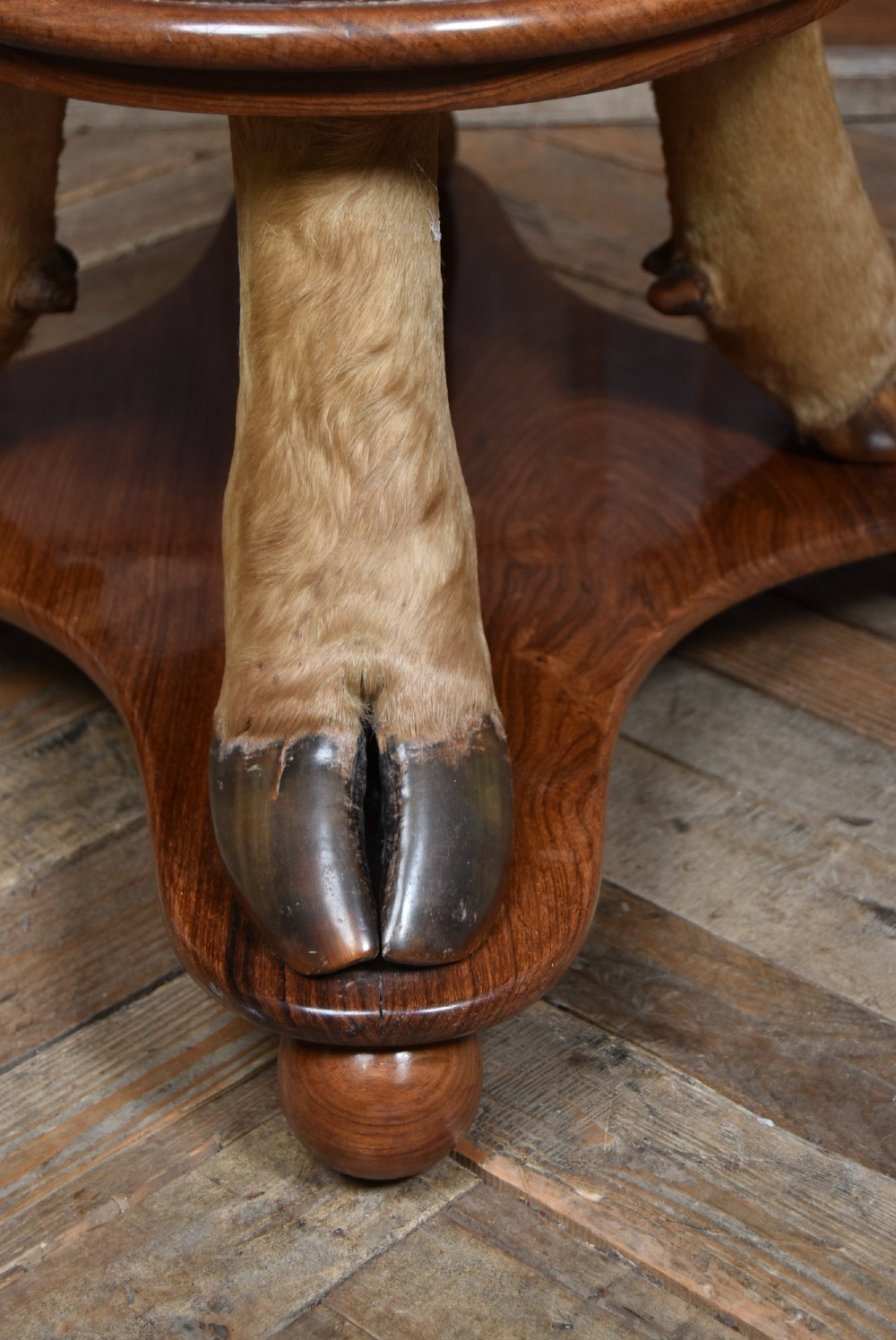 An oval polished wooden coffee table supported by four taxidermy hooves standing on a shaped wooden base with ball feet. View XI