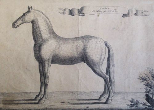 Antique Original Equestrian Engraving, 1733, Baron Reis D'eisenberg Horse Motto: The Bridle Is My Virtue