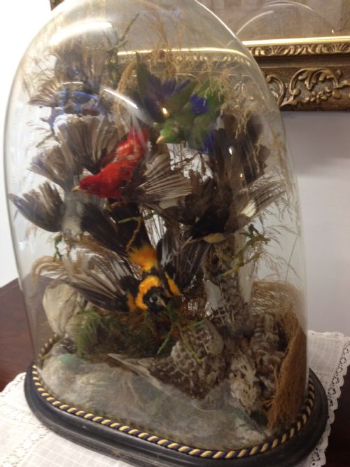 LARGE VICTORIAN TAXIDERMY DOME OF EXOTIC BIRDS View V