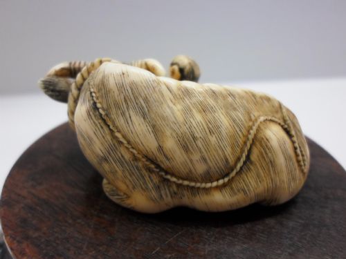 fig 2. JAPANESE IVORY NETSUKE OX SIGNED TOMOTADA SCHOOL
