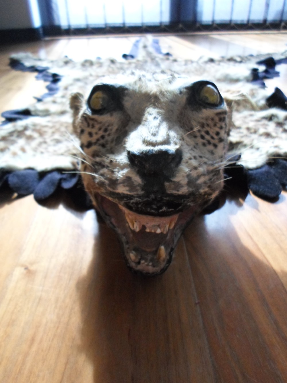 TAXIDERMY MOUNTED HEAD YOUNG LEOPARD SKIN RUG  View XI