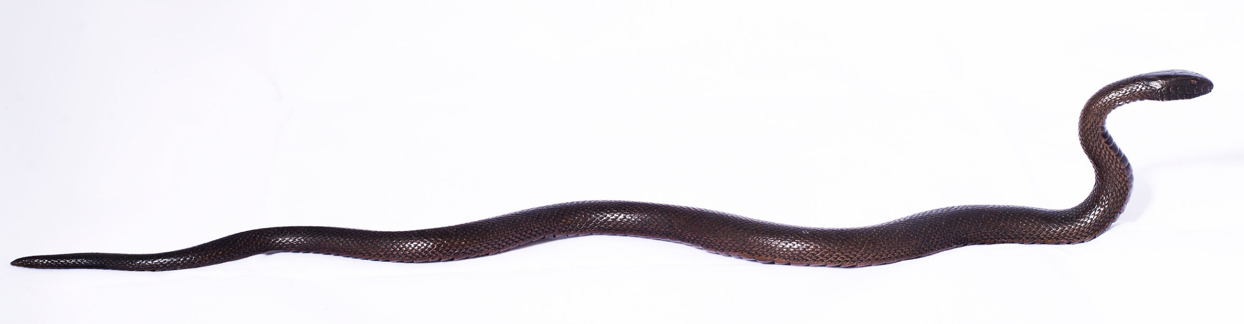MOST UNUSUAL JAPANESE MEIJI PERIOD BRONZE SNAKE OKIMONO View V
