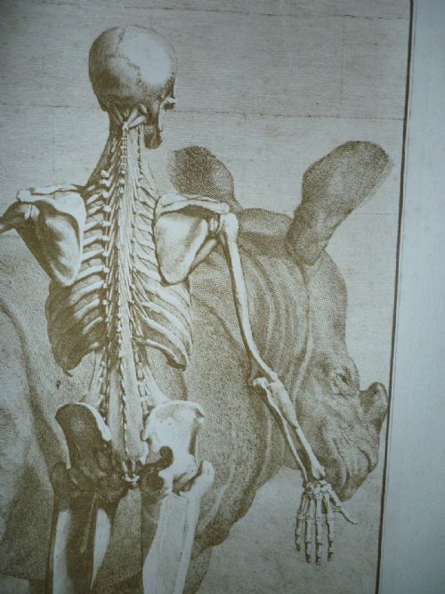 18th Century Engraving 1742 Jan Wandelaar Skeleton