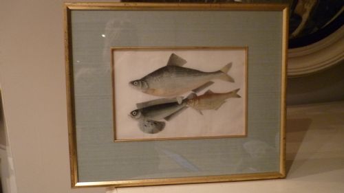 Stunning Antique Rice Paper Pith Paper Fish Painting