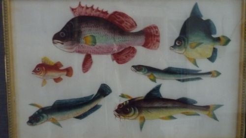 Stunning Antique Rice Paper Pith Chinese Painting of Fish