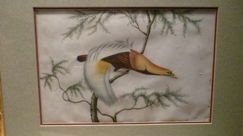 19th Century Chinese Rice Paper Pith Paper Bird Watercolour