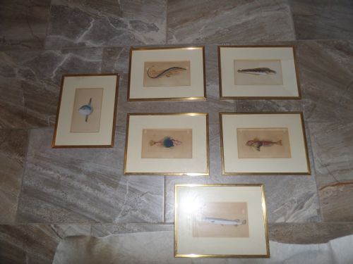 Set of 6 18th Century Hand Coloured Engravings of Fish by F Nodder & Donovan & Rivington