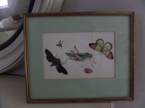 Antique Chinese Rice Pith Paper Painting Bugs, Moths Etc
