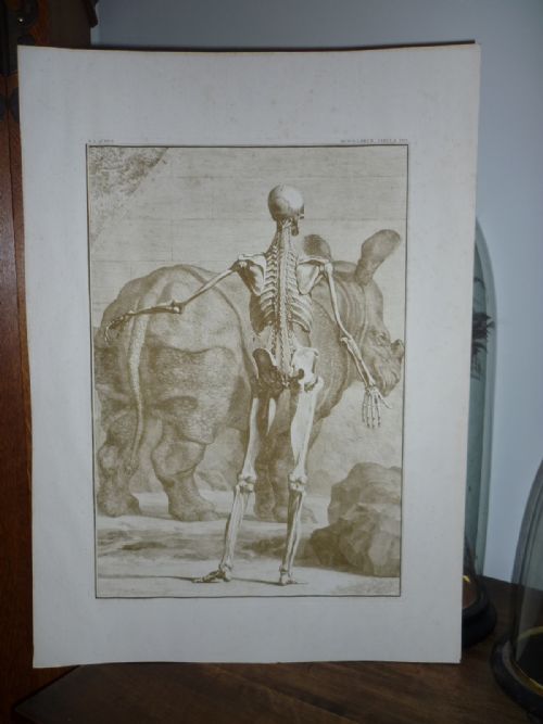 fig 1. 18th Century Engraving 1742 Jan Wandelaar Skeleton
