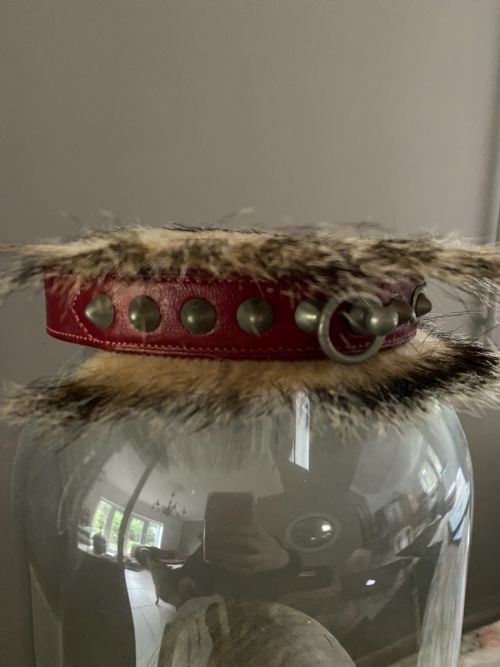 Antique 19th Century Taxidermy French Bulldog Collar & Lead