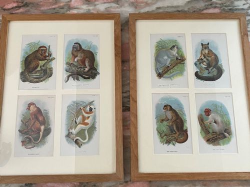 Victorian Chromolithographs of Monkeys