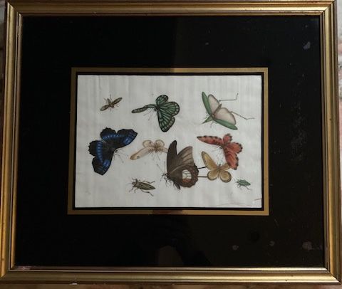 19th Century Chinese Watercolour Rice Paper Painting Butterflies & Insects