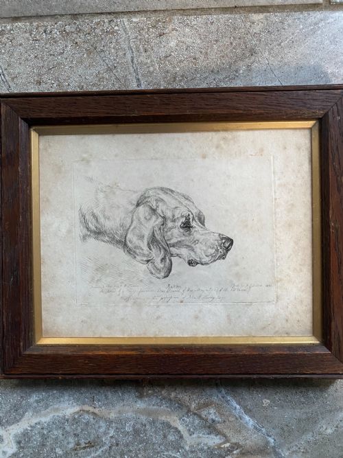 19th Century Etching 'Rattler' Dog of His Majesty