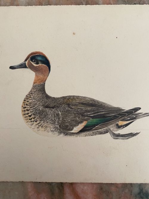 19th Century Fine Watercolour Teal Duck 1830 Monogrammed