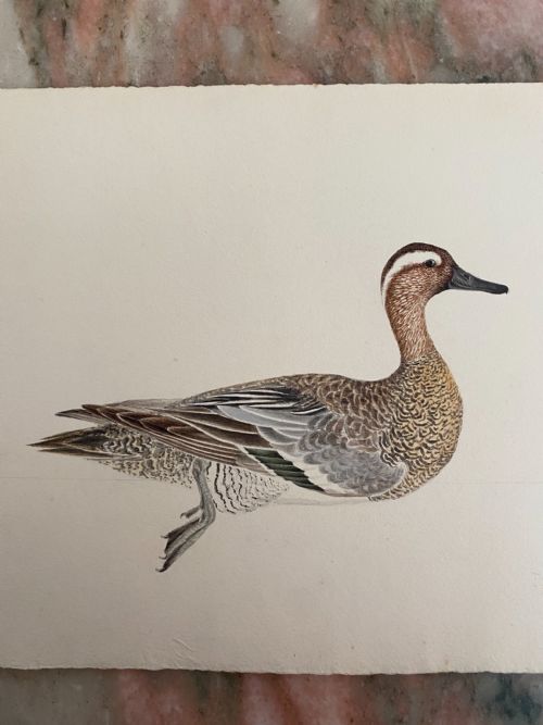 19th Century Watercolour Painting Garganey Duck 1831 Monogrammed