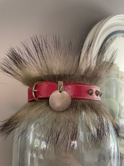 Antique Taxidermy Leather Dog Collar
