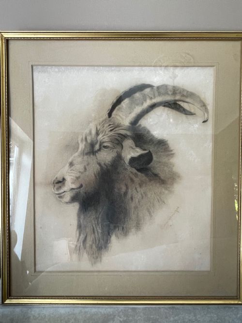 Antique Drawing of a Ram