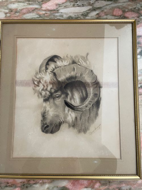 19th Century Drawing of a Ram,  Signed.