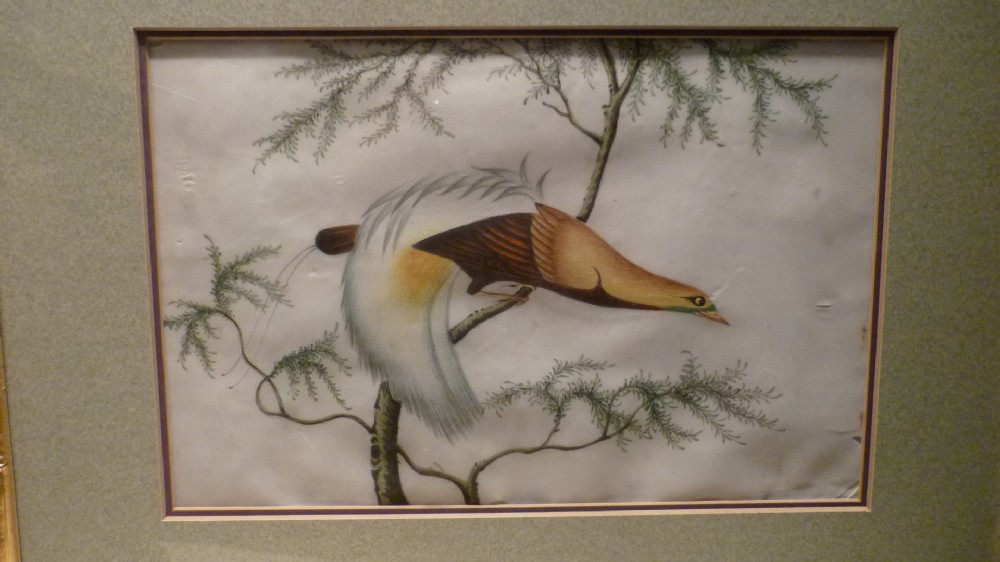19th Century Chinese Rice Paper Pith Paper Bird Watercolour