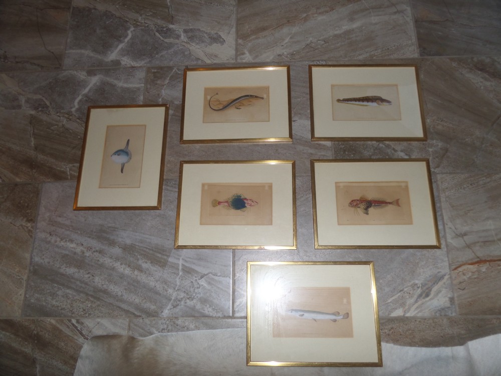 Set of 6 18th Century Hand Coloured Engravings of Fish by F Nodder & Donovan & Rivington
