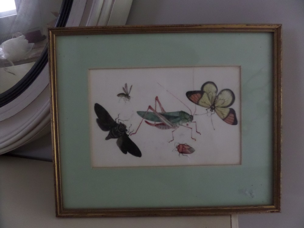 Antique Chinese Rice Pith Paper Painting Bugs, Moths etc