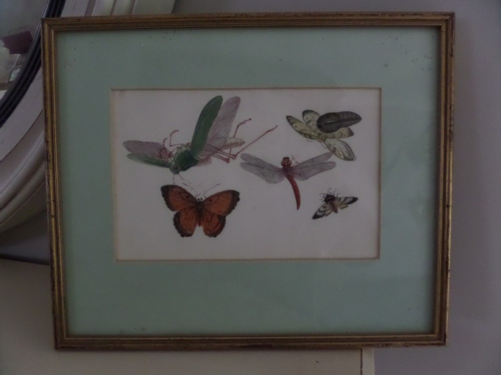 Antique Chinese Rice Paper Painting Moths Insects Butterflies etc