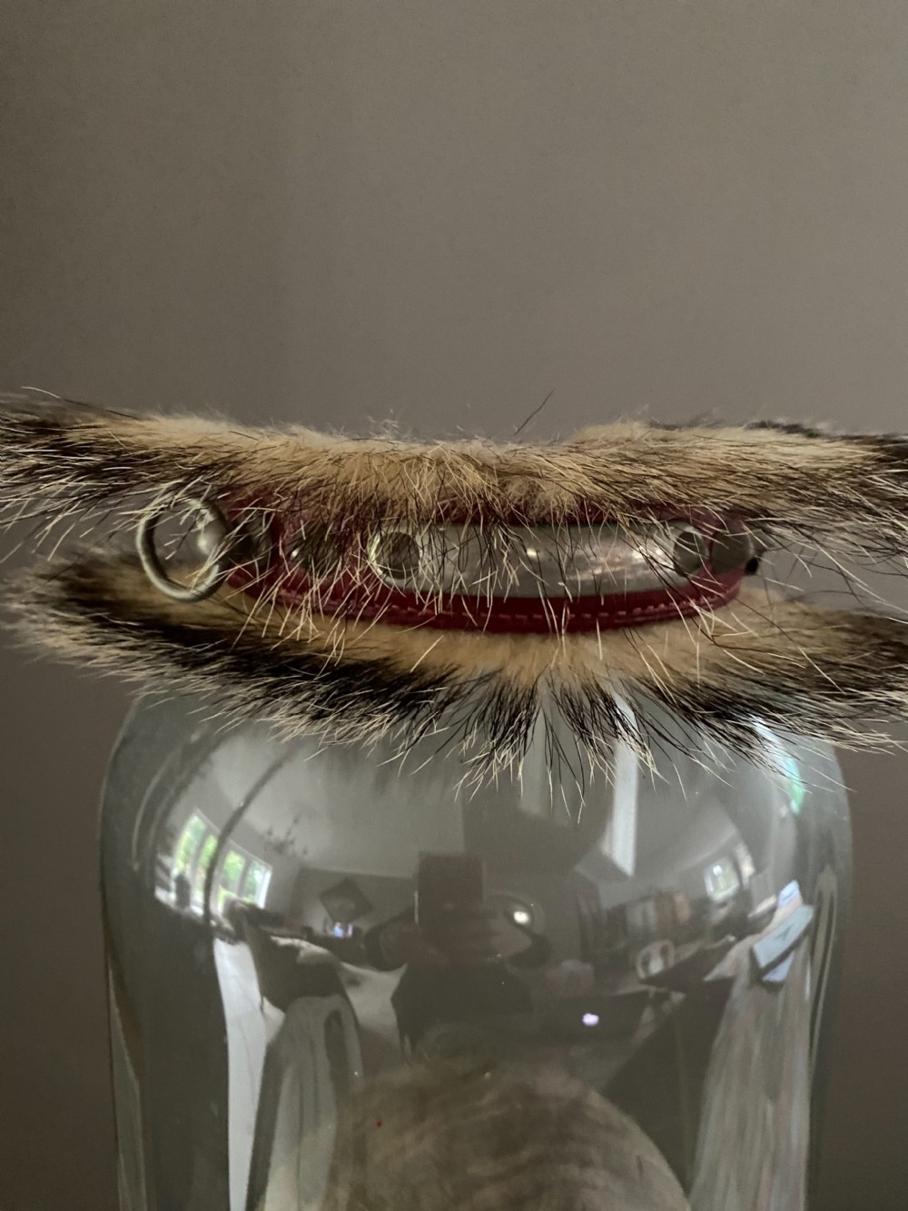 ANTIQUE 19TH CENTURY TAXIDERMY FRENCH BULLDOG COLLAR & Lead View II